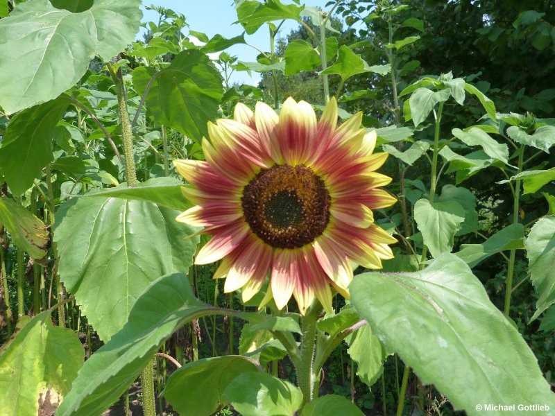 Sonnenblumen Blute Im Botanischen Garten In Hamburg Klein Flottbek