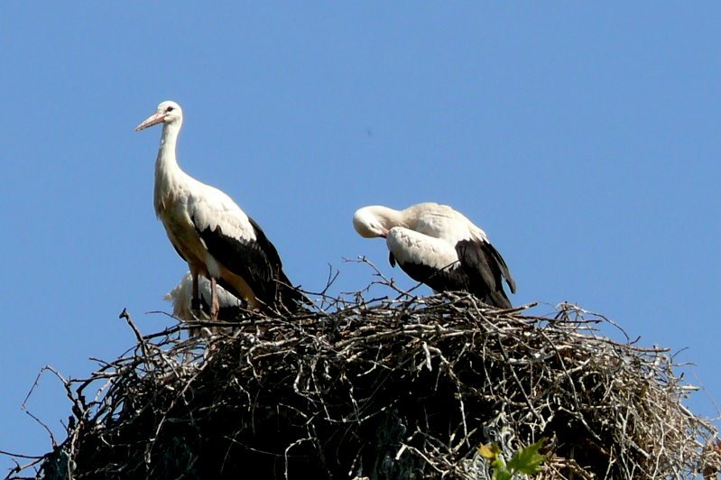 Storchennest am 15.07.2008 in Wilhelma/Stuttgart