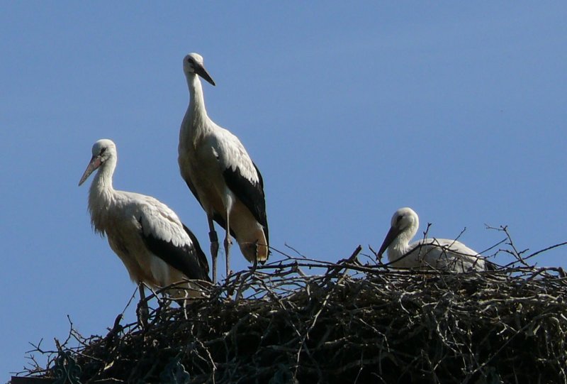 Storchennest am 15.07.2008 in Wilhelma/Stuttgart