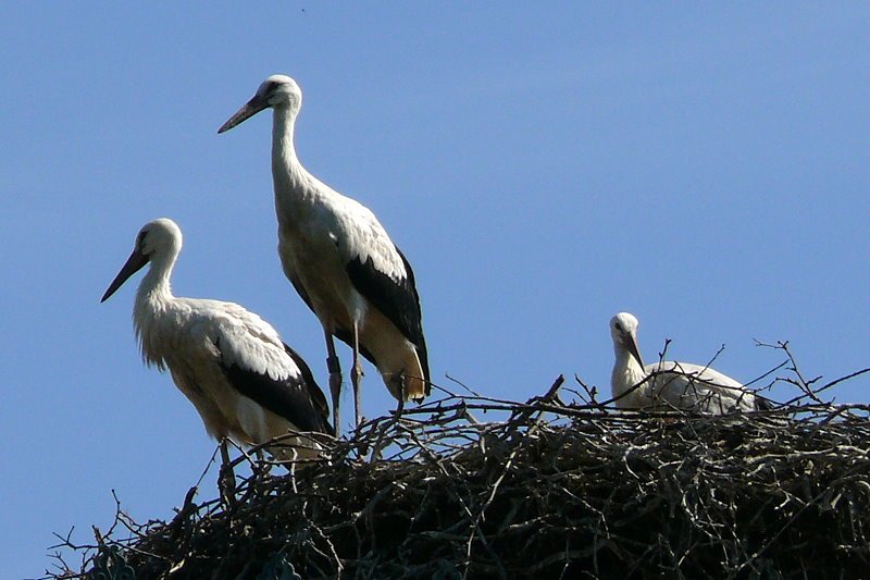 Storchennest am 15.07.2008 in Wilhelma/Stuttgart