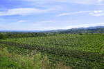 Leiselheim am nördlichen Kaiserstuhl, ein Blick über die Rebflächen, links am Horizont der Schwarzwald, Aug.2024