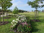 Blumenbeete auf der Landesgartenschau in Wangen/Allgäu (15.08.2024)