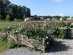 Daliengarten der Landesgartenschau in Wangen/Allgäu (15.08.2024)