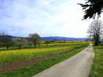Blick vom Marchhügel zum Schwarzwald, April 2024