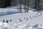 Im Sommer geht dieser schmale Weg zwischen den Weiden in Richtung Hölltobel; an den Pfosten(resten) ist zu ersehen, dass es ein wenig mehr Schnee hier liegt (Januar 2012)