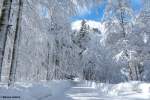 Winterwald, wie es im Buch steht und dazu noch strahlend blauer Himmel, Trettachtal in der Nähe vom Christlessee (Januar 2012)