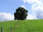 Noch ein paar wenige Schritte am Zaun entlang, dann ist die Linde erreicht auf der Wittelsbacher Höhe in Schweineberg, einem Ortsteil in Ofterschwang/Kreise Oberallgäu (Sommer 2008)