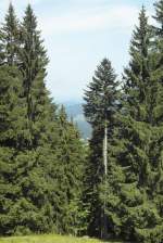 Das Ziel, die Steimaser Hhe bei Oberstaufen, ist erreicht! Auch hier auf ber 1200m Hhe bietet sich ein faszinierender Blick ber die Allguer Bergwelt. Weil klare Sicht herrscht, reicht der Blick ziemlich weit(02.08.2012).