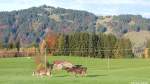 Hörnergruppe im Hintergrund - darunter im Tal liegt nicht sichtbar von hier - der Ortskern von Ofterschwang (Landkreis Oberallgäu, Bayern, Oktober 2013)