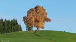 Herbstlich gefärbte Linde auf der Wittelsbacher Höhe (881 m) in Ofterschwang-Schweineberg (Oktober 2013)