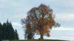 Wittelsbacher Höhe in Ofterschwang-Schweineberg (Oktober 2013): die Linde verliert immer mehr Blätter, ist halt Herbst...