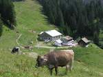 Allgäuer Braunvieh nahe Hirschalpe bei Oberjoch (Landkreis Oberallgäu - Juli 2006)