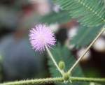 Botanischer Garten Berlin-Dahlem; Mimosa pudica L., Sinnpflanze, Brasilien (07/2008) 