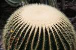 Botanischer Garten Berlin-Dahlem; Echinocactus grusonii, Goldkugelkaktus, Mexiko (07/2008)