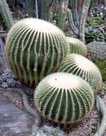 Botanischer Garten Berlin-Dahlem; Echinocactus grusonii, Goldkugelkaktus, Mexiko (07/2008)