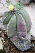 Botanischer Garten Berlin-Dahlem; Astrophytum myriostigma var. nudum Mey. (07/2008)