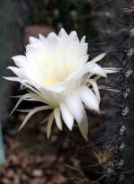 Botanischer Garten Berlin-Dahlem; Trichocereus atacamensis, Chile: Atacama (07/2008)