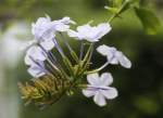 Botanischer Garten Berlin-Dahlem; Plumbago auriculata, Kap-Bleiwurz, Sd-Afrika (07/2008)