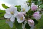 Obstblüten bei Alt-Reddevitz auf der Reddevitzer Höft -  Mönchgut auf Rügen (Mai 2011)