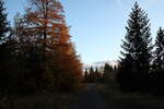 Das herbstlich rot gefärbte Laub glüht in der Abendsonne; Aufnahme vom Abend des 22. Oktober 2024 an der Hahnenkleer Waldstraße...