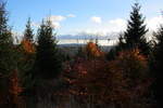 Herbstlich buntes Laub im Mischwald an der Hahnenkleer Waldstraße; Blick am 22.