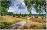 Ellerndorfer Heide bei Eimke in der Südheide. Anfang August 2024.