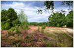 Wanderwege bei Niederhaverbeck. Naturschutzgebiet Lüneburger Heide. Heideblüte August 2024