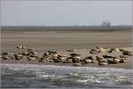 Das UNESCO-Weltnaturerbe Wattenmeer ist dadurch geprägt, dass durch Ebbe und Flut große Flächen zweimal täglich trocken fallen - wie hier zu sehen - und wieder überflutet werden. Trocken gefallene Sandbänke sind dann ein beliebter Rastplatz für Seehunde und Vögel.
22.07.2014