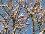 Ein leuchtend roter Apfel hngt im ersten Schnee noch am Baum.