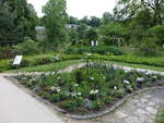 Münster, Arzneipflanzengarten im Botanischen Garten (06.06.2024)