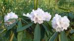 Eine der vielen Rhododendronarten mit den ersten Blüten des Jahres  im Grugapark Essen (NRW, März 2014)