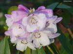 Rhododendronblüte im Grugapark Essen (NRW, März 2014)