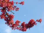 Zierkirschen-Blüten mit Mond im Grugapark Essen (NRW, März 2914)