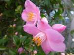 Blüten von ungefüllten Kamelien im Gruga-Park in Essen/NRW (März 2014)