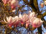 Magnolienblüten, gesehen in Gladbeck, Kreis Recklinghausen, NRW (März 2014)