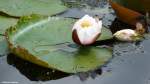 Aufgehende Seerose im Grugapark (Essen, NRW, Mai 2014)