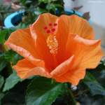 Aufgehende Hibiskusblüte (Gladbeck, NRW, Juli 2013)