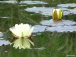 Seerosenblüten im Grugapark (Essen, NRW, Mai 2014)