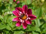 Grugapark Essen - Dahlienblüte (Oktober 2014)