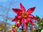 Grugapark Essen - Dahlienblüte (Oktober 2014)