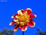 Grugapark Essen - Dahlienblüte (Oktober 2014)