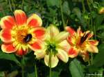 Grugapark Essen - Dahlienblüten mit Besuchern (Oktober 2014)