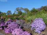 Grugapark Essen - bunte Astern, Dahlien und mehr (Oktober 2014)