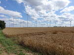 Windpark und Getreidefelder bei Zöschau, Landkreis Nordsachsen (13.07.2024)