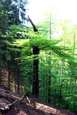 der Pilzbaum,endeckt im Sebnitztal