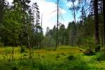 Grnheider Hochmoor/Vogtland