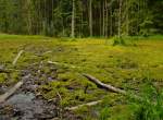 Grnheider Hochmoor/Vogtland
12.08.2012