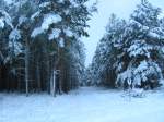 Da kann man singen :   Wandern durch den weien Winterwald   .
Aufgenommen unweit des Elbe Havel Kanals zwischen Niegripp , Schartau und Burg ( 02.01.2008 )