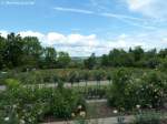 Blick über verschiedene Rosensorten mit weiß-blauem Himmel (Europa-Rosarium Sangerhausen, Sachsen-Anhalt - Juni 2012)