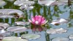 Ein kleiner Teich mit einer Wasserrose (Europa-Rosarium Sangerhausen, Sachsen-Anhalt - Juni 2012)